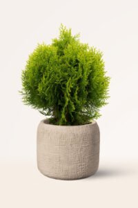 zura Thuja Aurea Nana