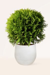 zura Thuja Danica