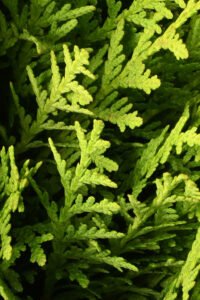 zura Thuja Danica