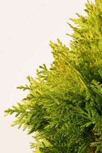 zura Thuja Danica Aurea