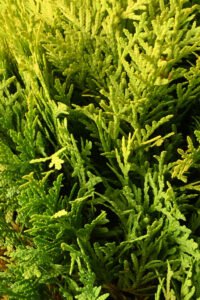 zura Thuja Danica Aurea