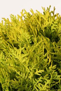 zura Thuja Danica Aurea