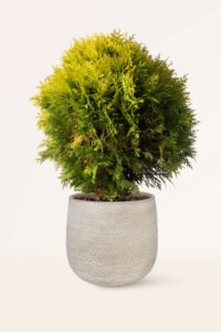 zura Thuja Danica Aurea