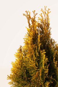 zura Thuja Esmeralda Aurea
