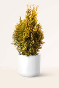 zura Thuja Esmeralda Aurea