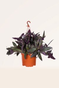 zura Tradescantia Pallida