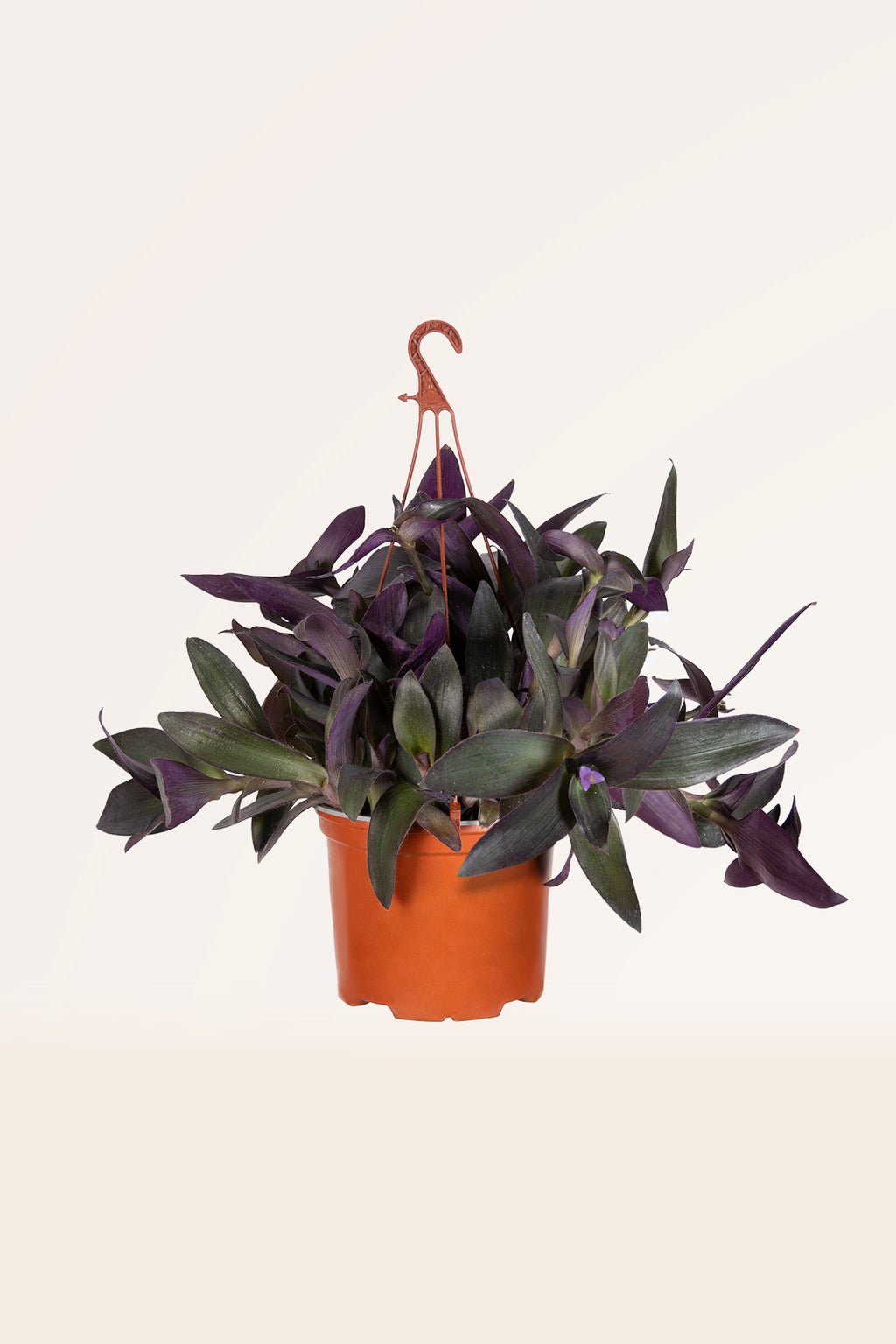 zura Tradescantia Pallida
