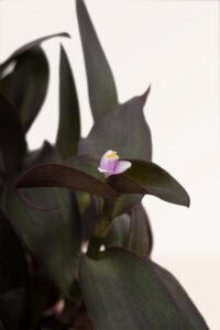 zura Tradescantia Pallida