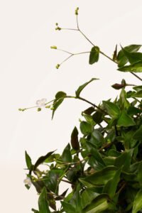 zura Tripogandra multiflora