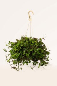 zura Tripogandra multiflora