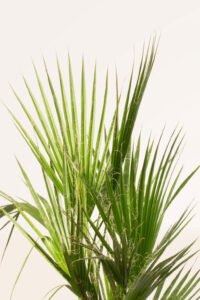 zura Washingtonia Robusta