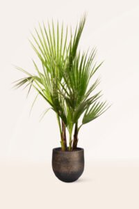 zura Washingtonia Robusta