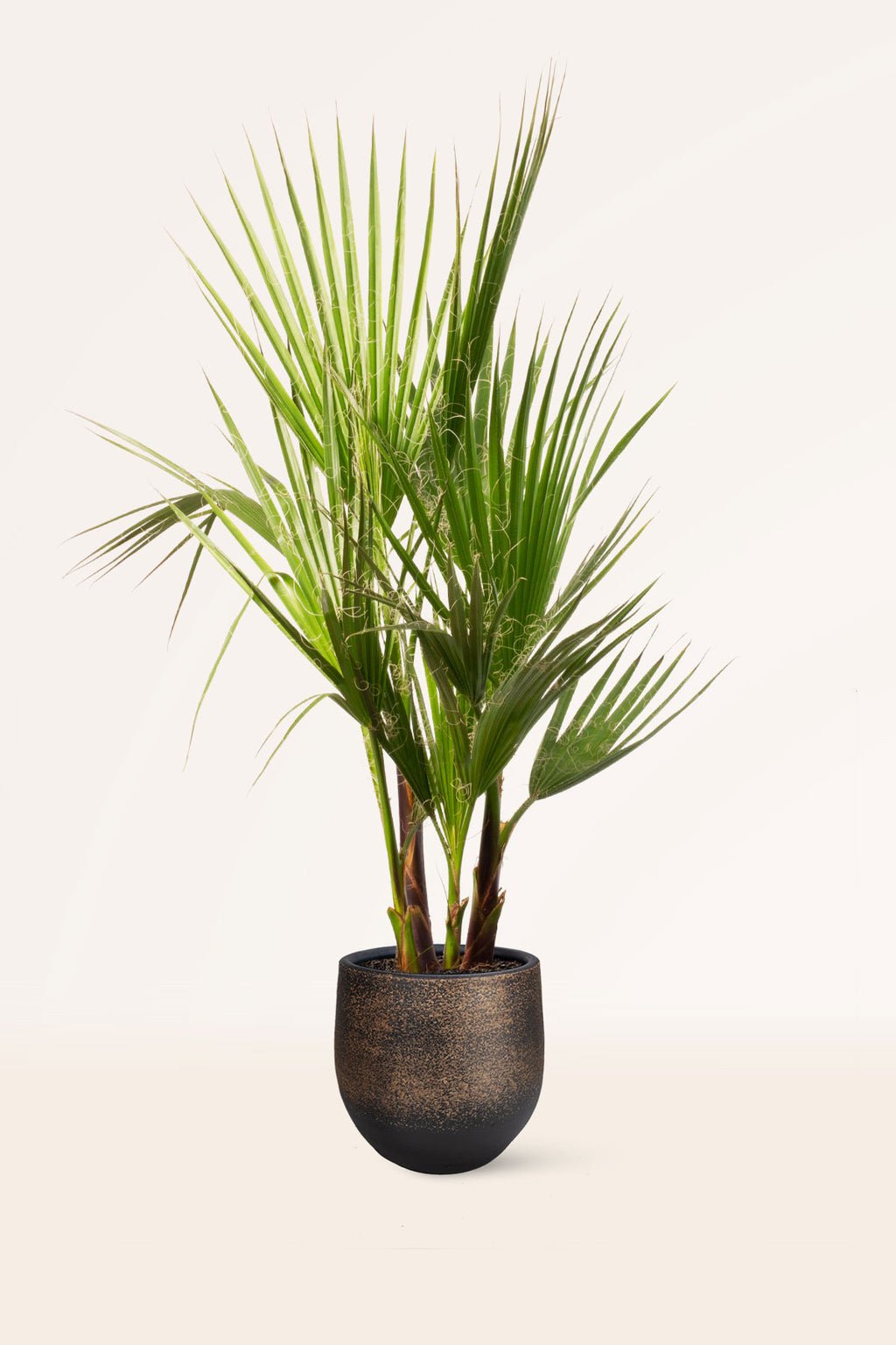 zura Washingtonia Robusta