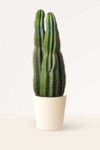Zura Cereus Jamacaru