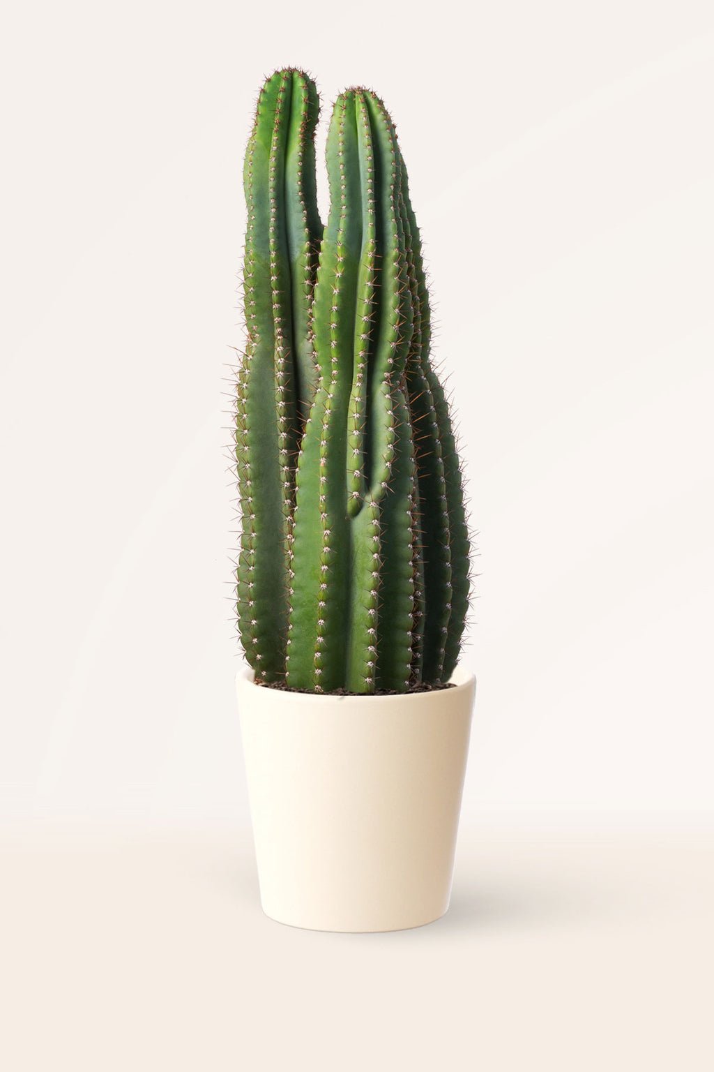 Zura Cereus Jamacaru