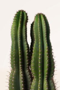Zura Cereus Jamacaru