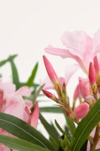 zura Adelfa Rosa