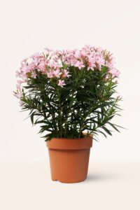 zura Adelfa Rosa