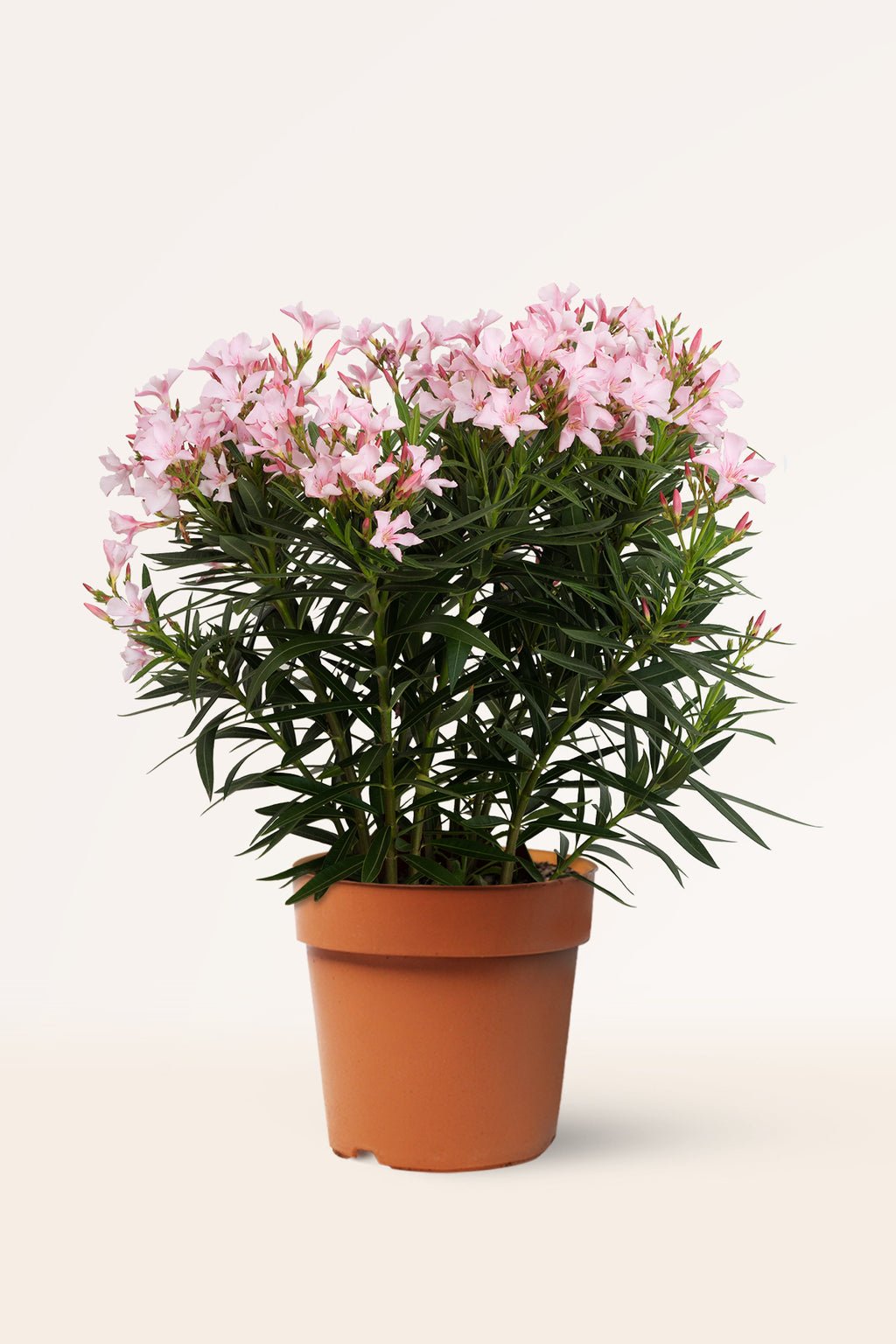 zura Adelfa Rosa