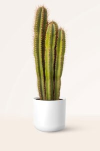 zura Cactus Cereus Peruvianus