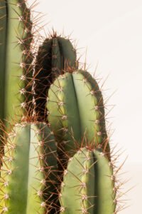 zura Cactus Cereus Peruvianus