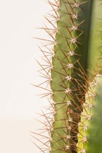 zura Cactus Cereus Peruvianus