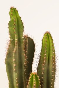 zura Cactus Cereus Peruvianus