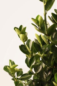 zura Euonymus Japonicus Verde