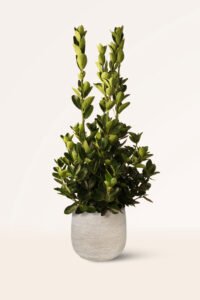 zura Euonymus Japonicus Verde