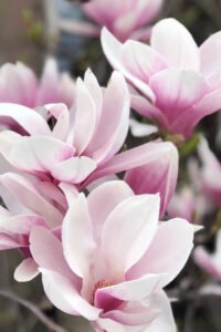 zura Magnolia Soulangeana Rosa