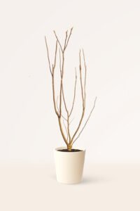 zura Magnolia Soulangeana Rosa
