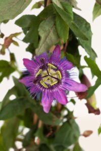 zura zura Passiflora Violacea