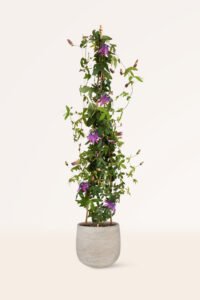 zura zura Passiflora Violacea