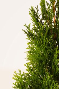 zura Thuja Occidentalis