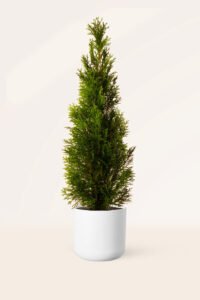 zura Thuja Occidentalis