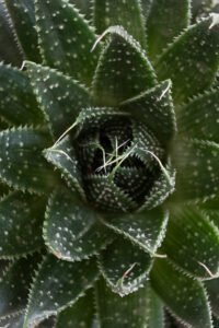 zura Aloe Aristata