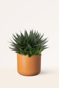 zura Aloe Aristata