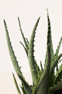 zura_Aloe Vera Arborescens