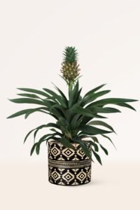 zura Ananas Comosus