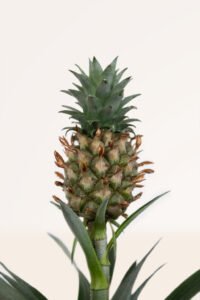 zura Ananas Comosus