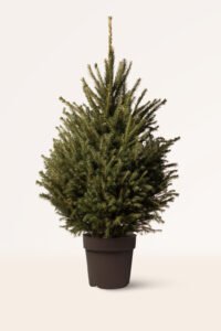 zura Árbol de Navidad Picea Abies Excelsa