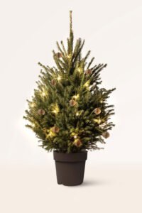 zura Árbol de Navidad Picea Abies Excelsa