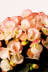 zura Begonia Hiemalis Blanca