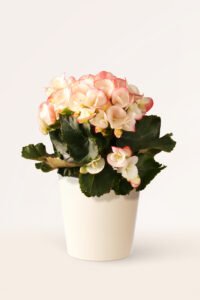 zura Begonia Hiemalis Blanca