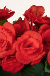 zura_Begonia Hiemalis Roja