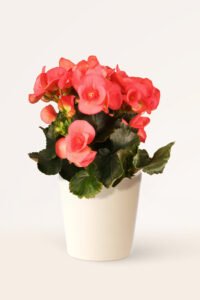 zura_Begonia Hiemalis Rosa