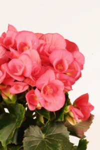 zura_Begonia Hiemalis Rosa