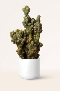zura Cactus Monstruoso o Cardón