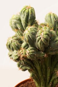 zura Cactus Monstruoso o Cardón