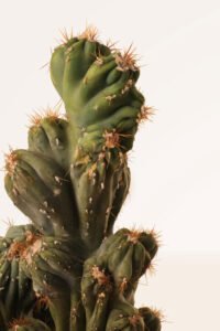 zura Cactus Monstruoso o Cardón